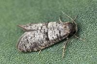 Penestoglossa dardoinella