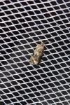 Celypha lacunana