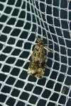 Celypha lacunana