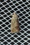 Cydia splendana