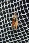 Epinotia nisella