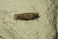 Teleiopsis diffinis