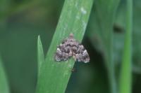 Anthophila fabriciana