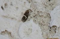 Epiblema foenella