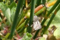 Lobesia helichrysana