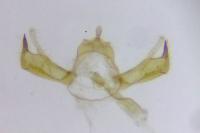 Blastobasis phycidella