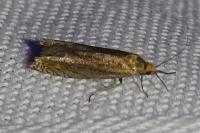 Eucosma