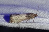 Notocelia roborana