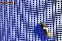 Epiblema foenella