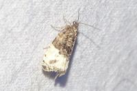 Hedya pruniana