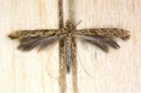 Caloptilia cuculipennella