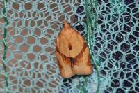 Clepsis consimilana