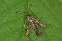Chamaesphecia leucopsiformis