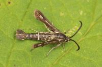 Chamaesphecia leucopsiformis