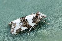 Xerocnephasia rigana