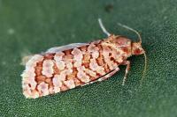 Lozotaeniodes formosana