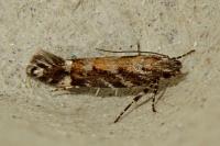 Aristotelia ericinella