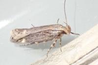 Aroga velocella