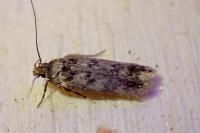 Bryotropha