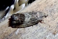 Cydia splendana