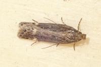Aroga velocella