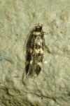 Oegoconia