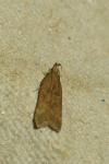 Helcystogramma lutatella