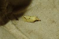 Agapeta hamana