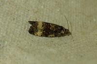 Endothenia