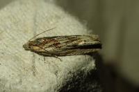 Eucosma gr. cana