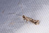 Parornix finitimella