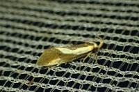 Harpella forficella