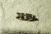 Oegoconia