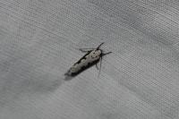 Ethmia bipunctella