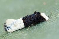 Trichophaga bipartitella