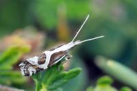 Eidophasia hufnagelii