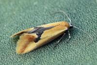 Batia lambdella