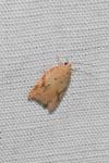 Acleris ferrugana/notana