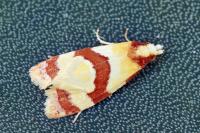 Phalonidia albipalpana