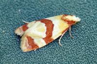 Phalonidia albipalpana