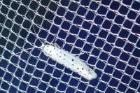Yponomeuta