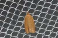 Clepsis consimilana