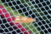 Eucosma conterminana