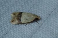 Odites kollarella