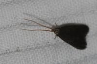 Lecithocera nigrana