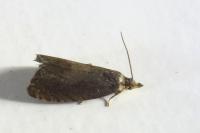 Dichrorampha