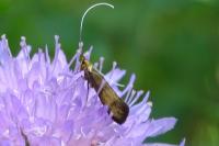 Nemophora metallica