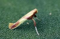 Caloptilia