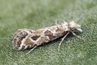Ateliotum hungaricellum
