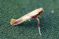 Caloptilia